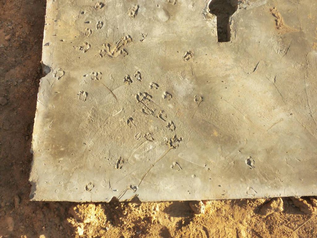 Prints in the concrete (Ngar Gueye, Senegal)